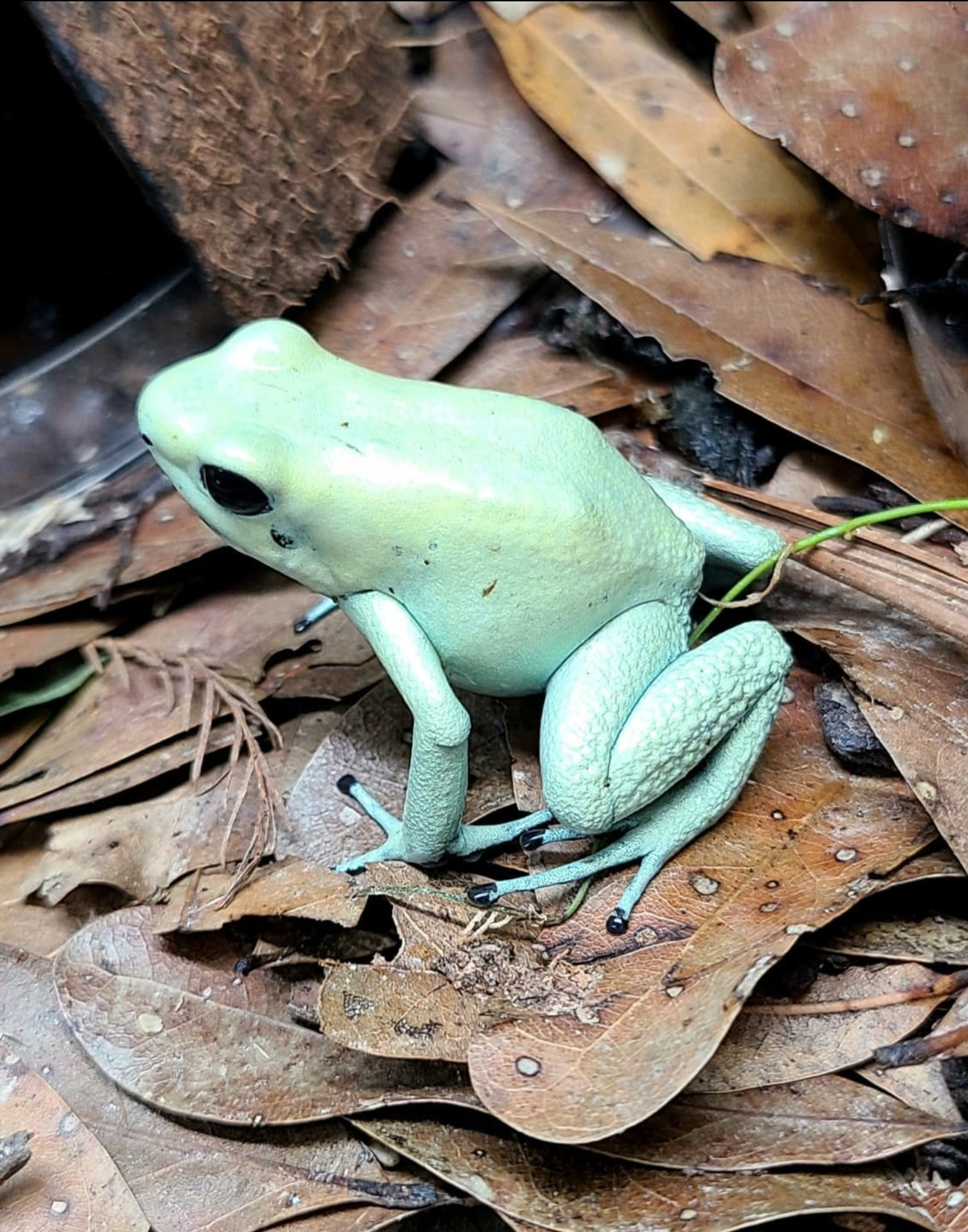 Phyllobates terribilis “Mint” Tadpole — FrogDaddy