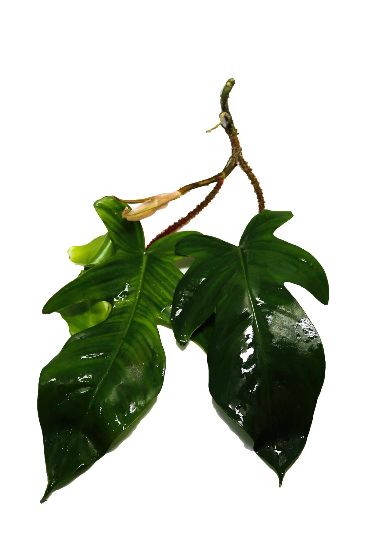 Philodendron squamiferum — FrogDaddy