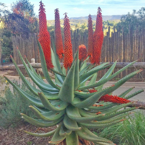 The Healing Power of African Herbs for Postpartum Mom and Baby | Bitter Aloe | Ade + Ayo