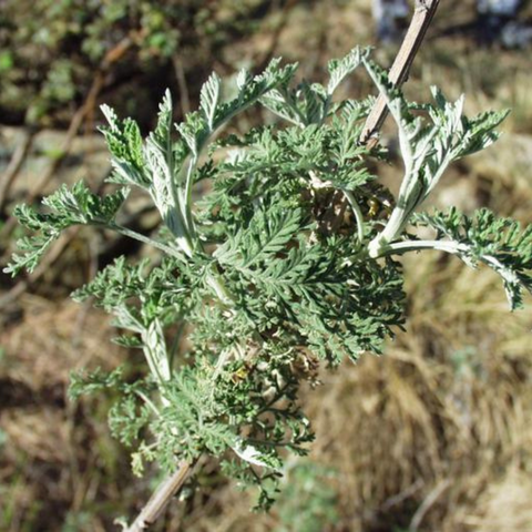 African Wormwood | The Healing Power of African Herbs for Postpartum Mom and Baby | Ade + Ayo