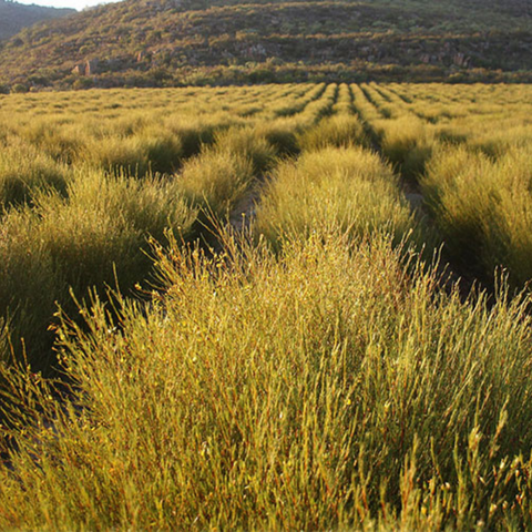 African Herbs for Postpartum Care | Rooibos | Ade + Ayo