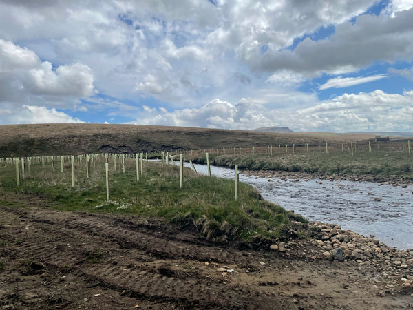 Rivers trust tree plenting