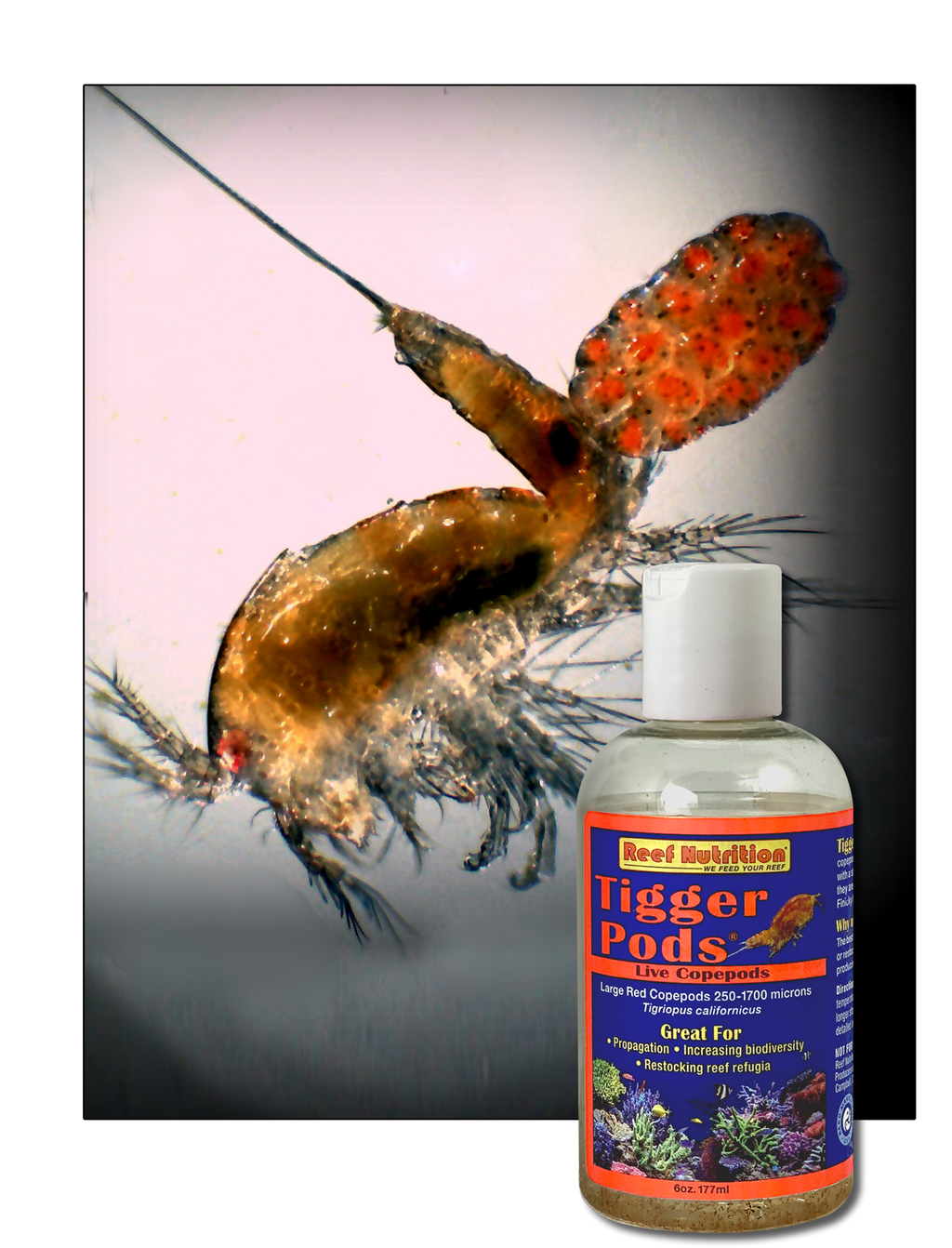 Tigger-Pods | Live Copepods for Sale | Tigriopus californicus | Buy