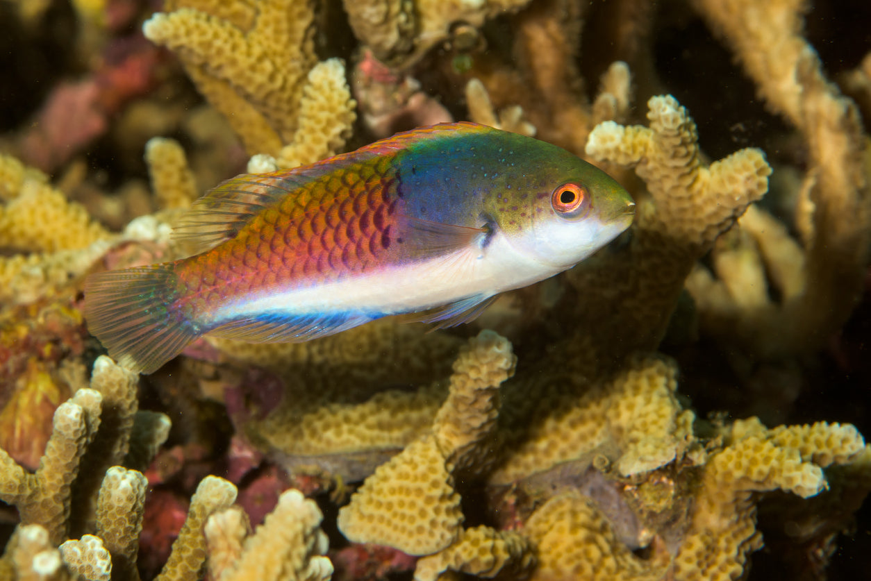 Wrasse - Yellow Flanked Fairy