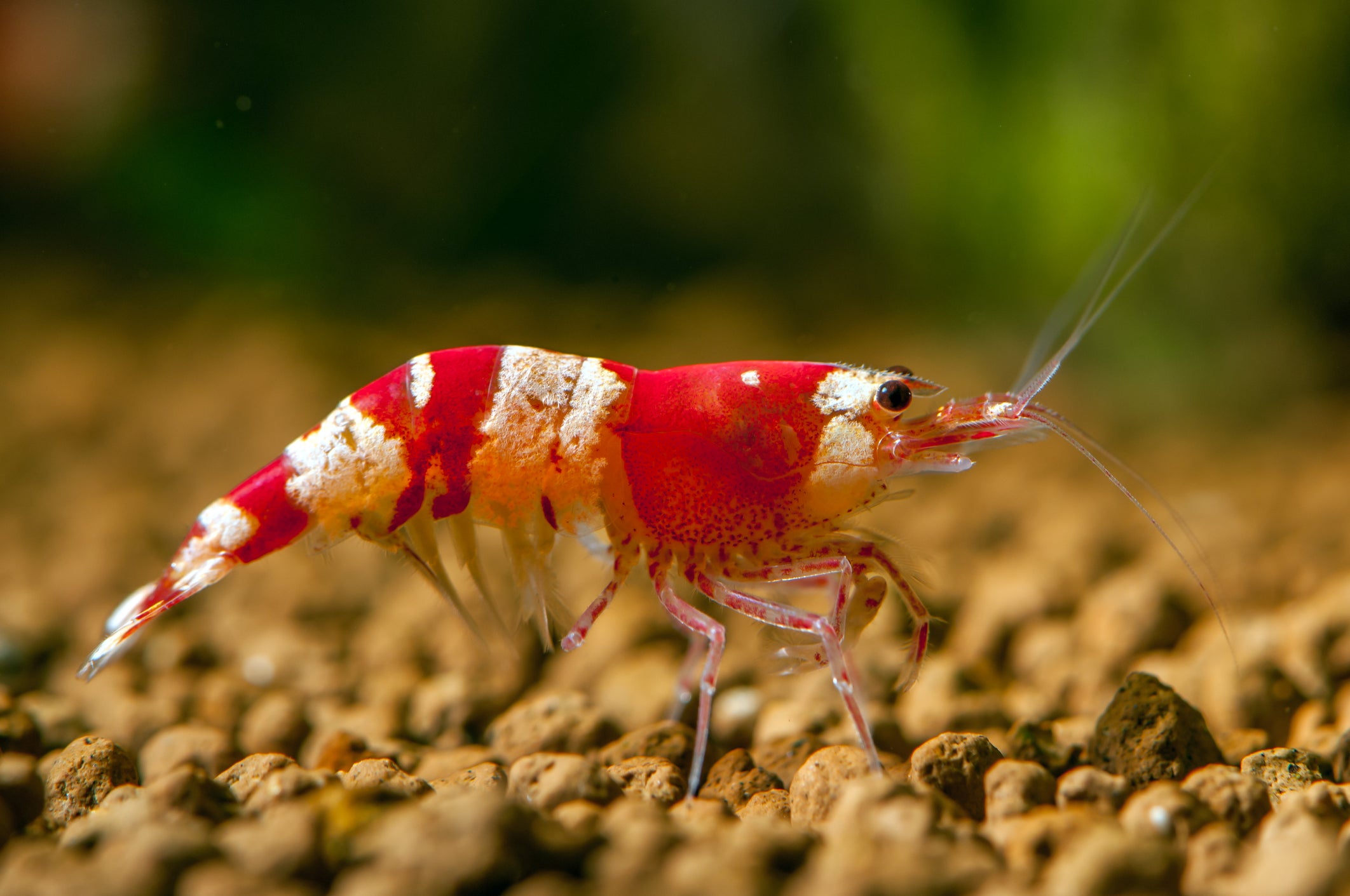 what does a freshwater shrimp eat