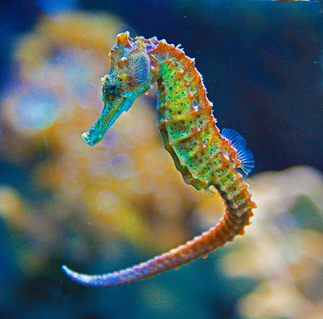 Best Food for Seahorses | What Do Seahorses Eat? – Reef Nutrition