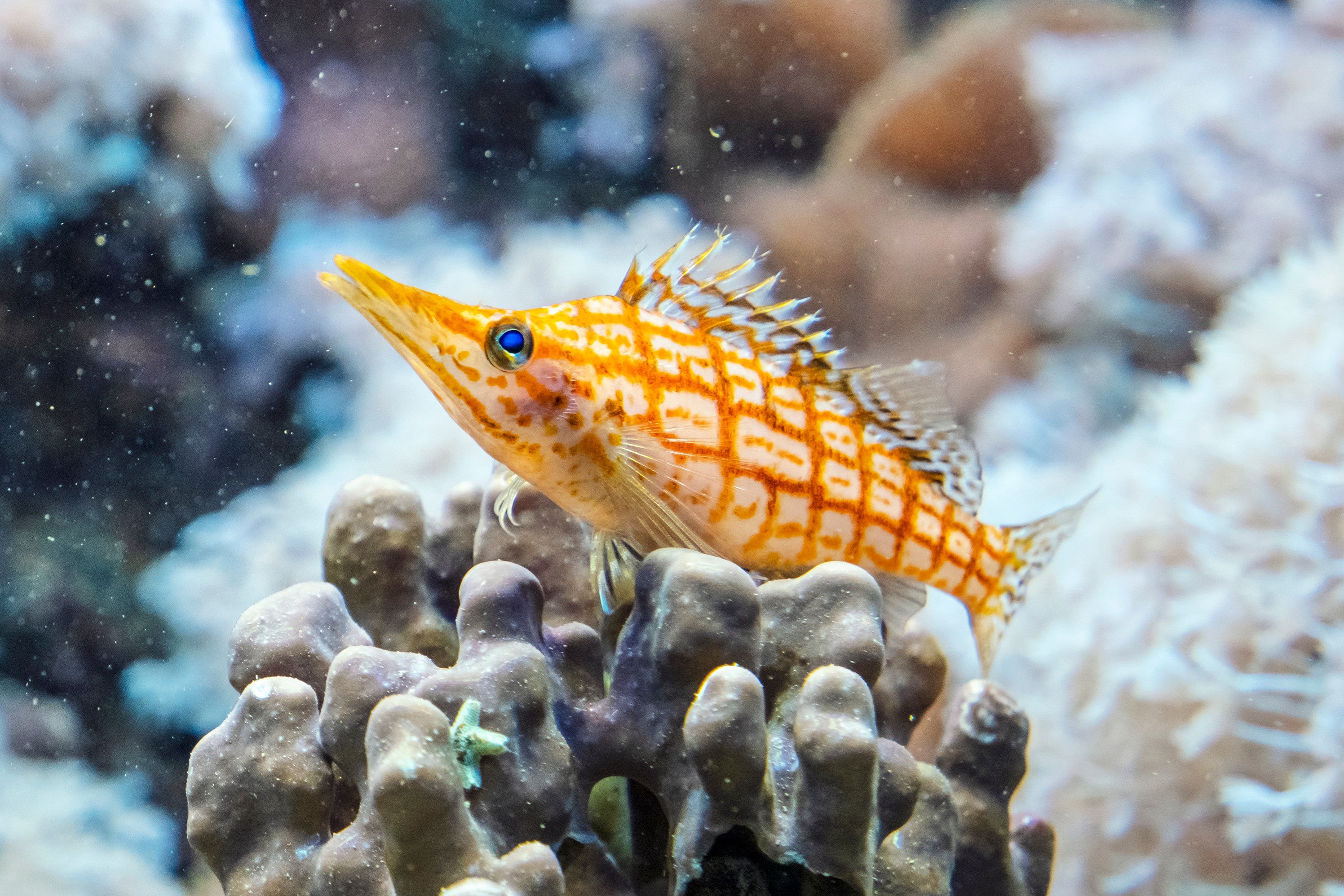 Long Nose Hawkfish For Sale