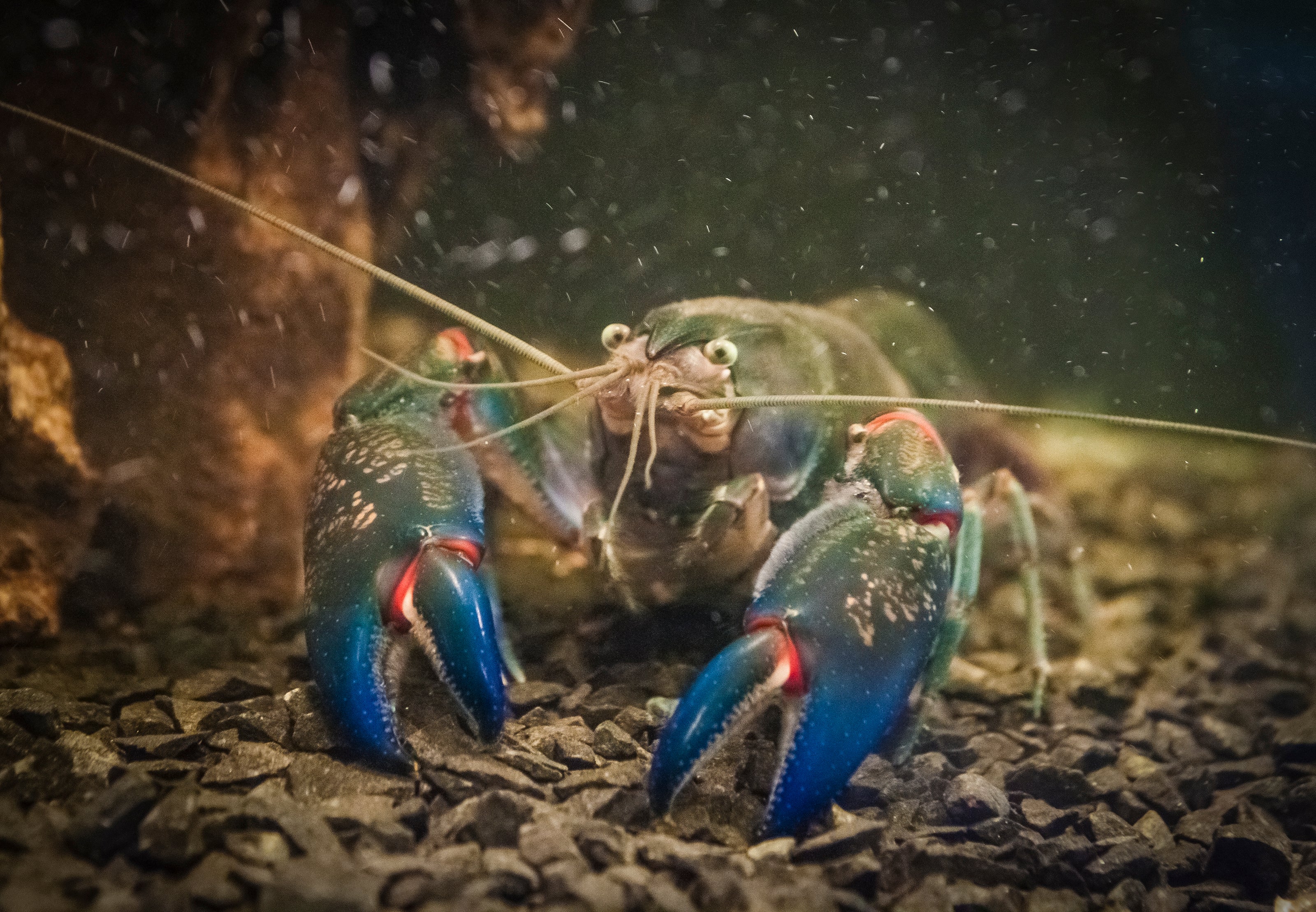 crayfish food pellets