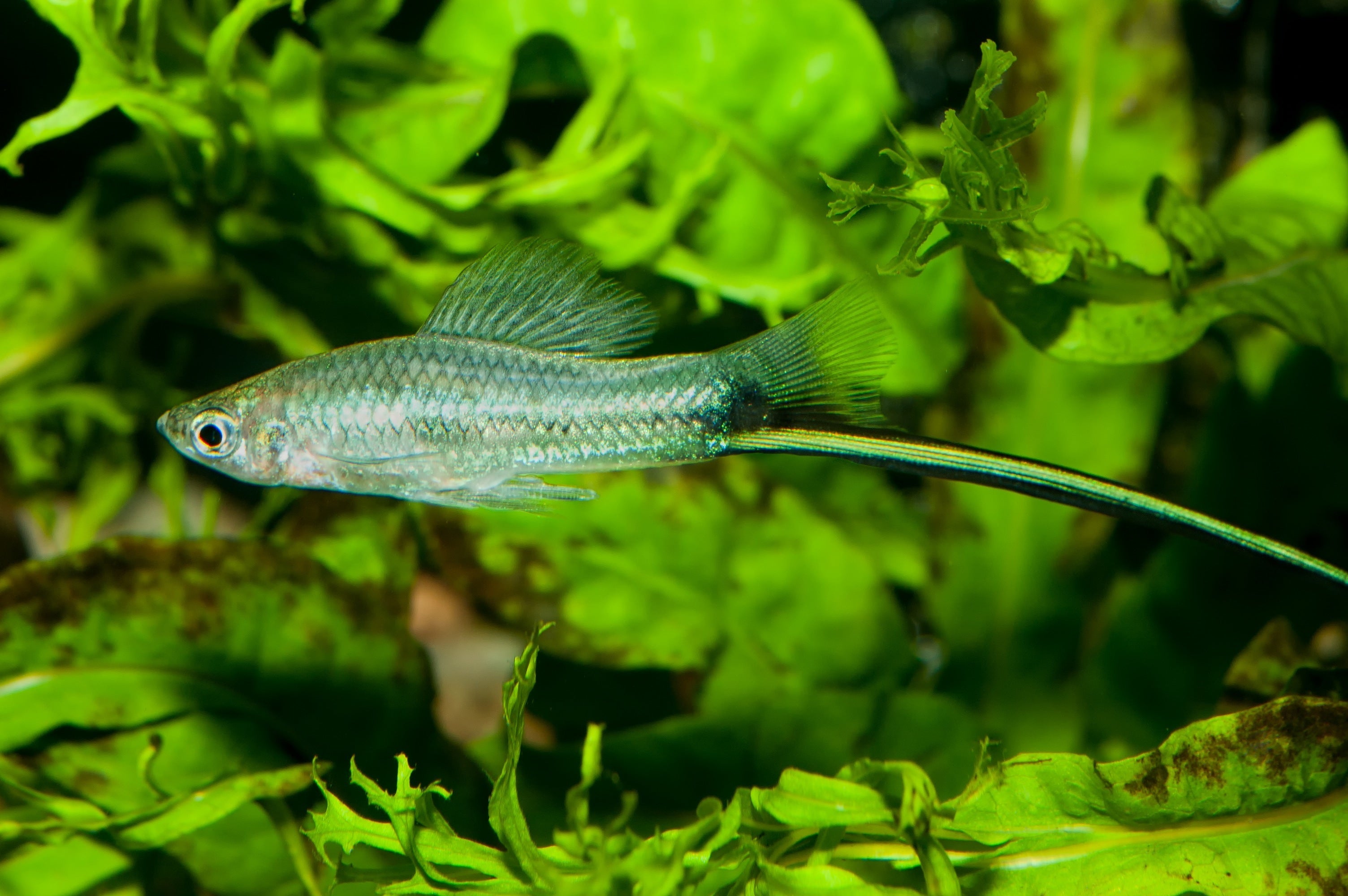 Swordtail food sales