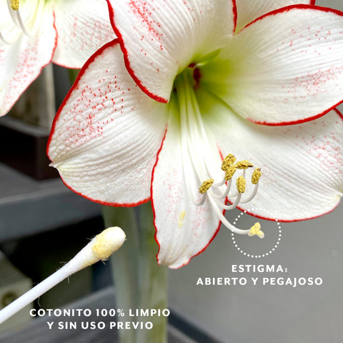 SEMILLAR UN AMARYLLIS – Wild Blossom