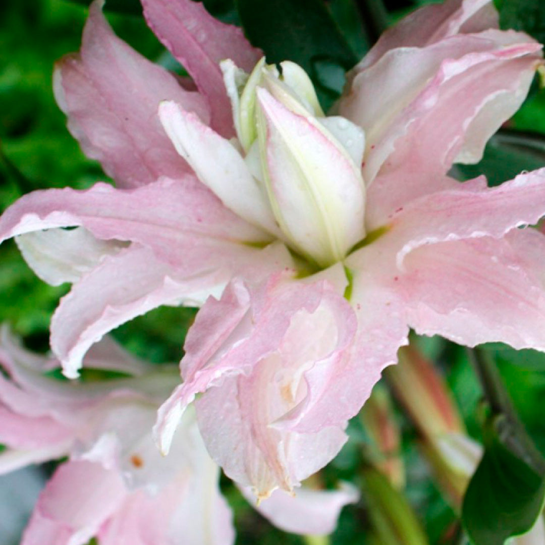 Lilium Dobles - Oriental – Wild Blossom