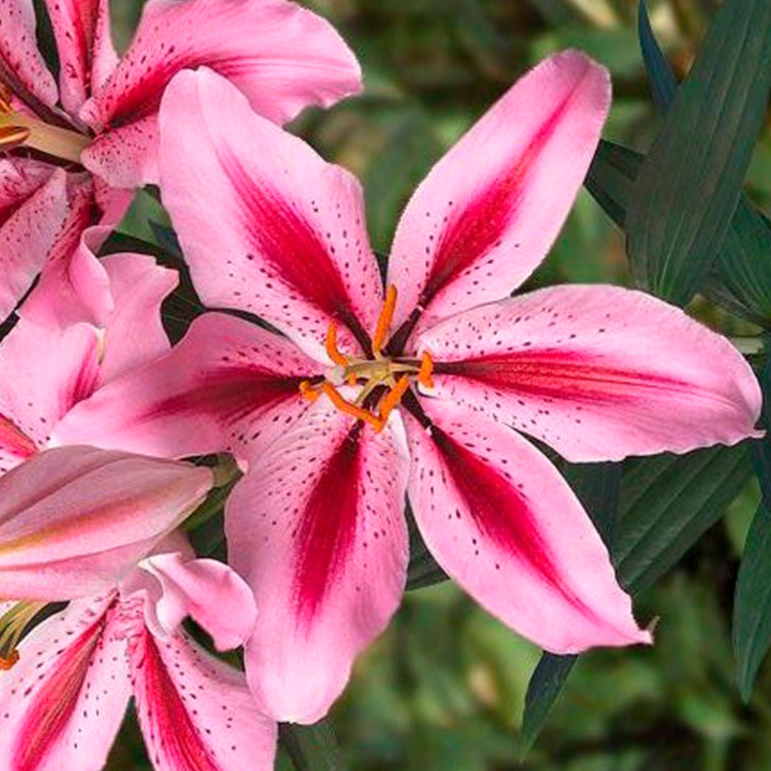 Lilium Dobles - Oriental – Wild Blossom