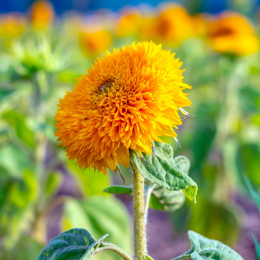 Girasol Sungold – Wild Blossom