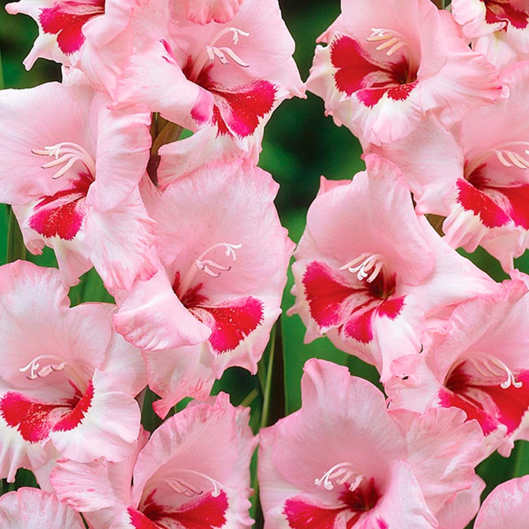Gladiolos – Wild Blossom