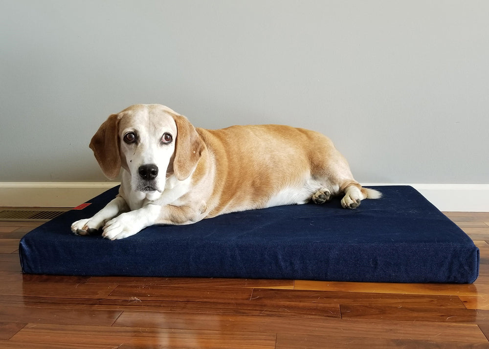 Rudy Beagle/Bassett Hound Mix