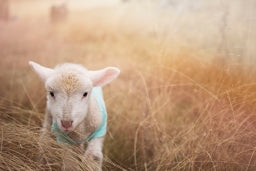 Sheep woolfleece