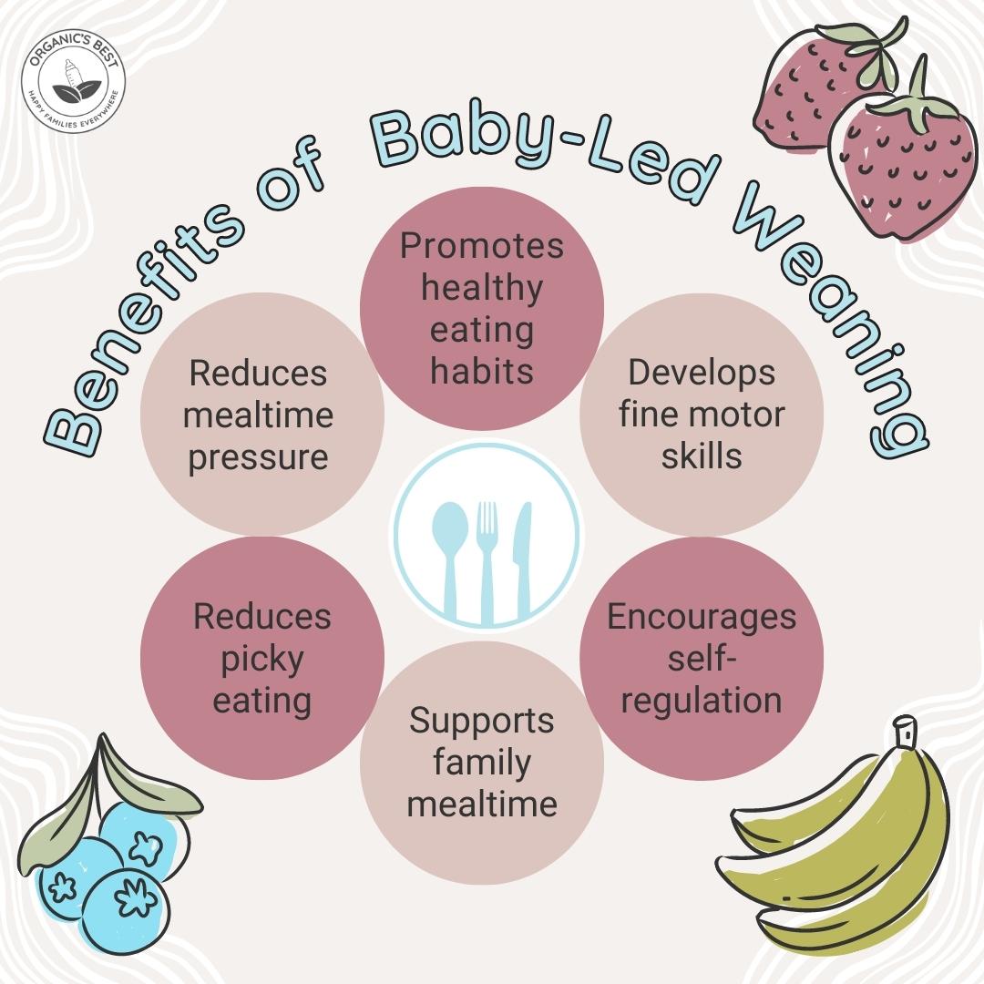 Benefits of Baby-Led Weaning | Organic's Best
