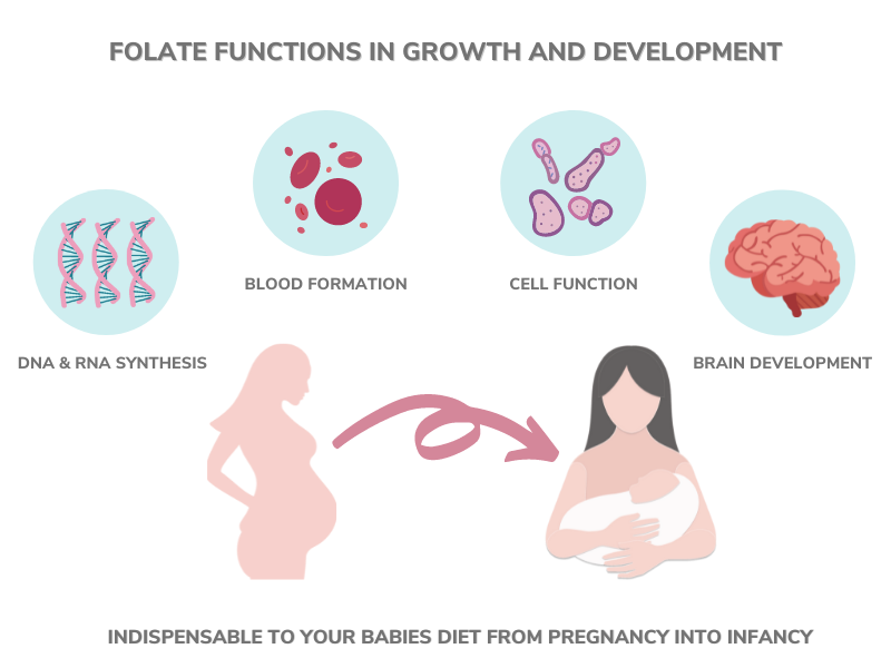 Folate functions in growth and development