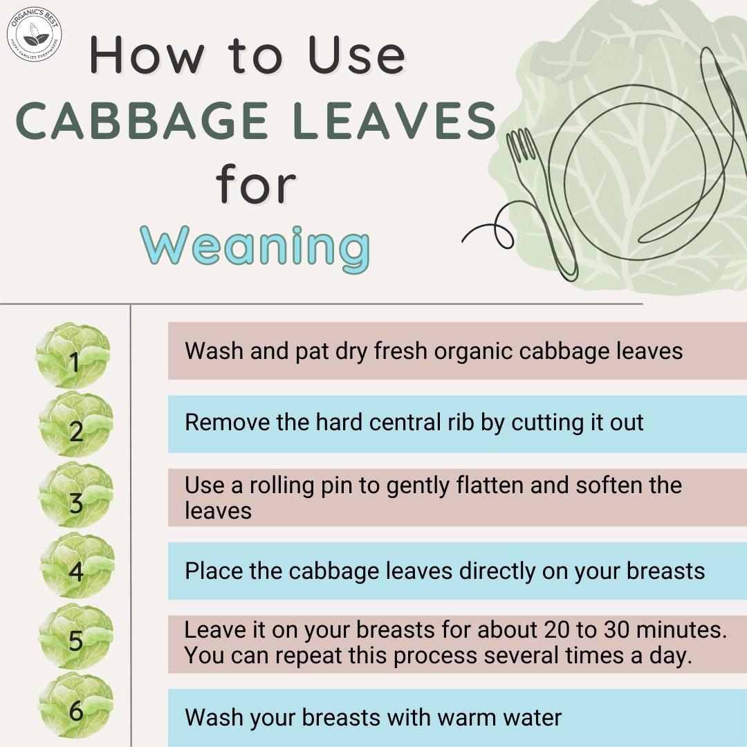 How to Use Cabbage Leaves for Weaning | Organic's Best