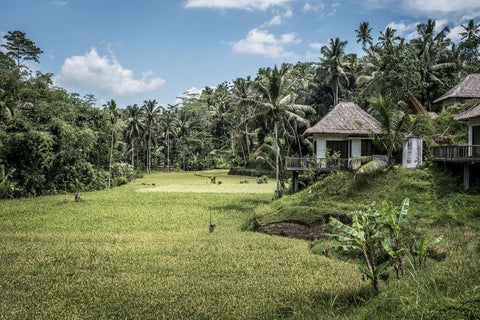 Coconut farm