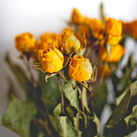 Air Drying Roses