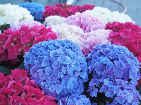 Hydrangeas