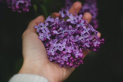 Lilacs