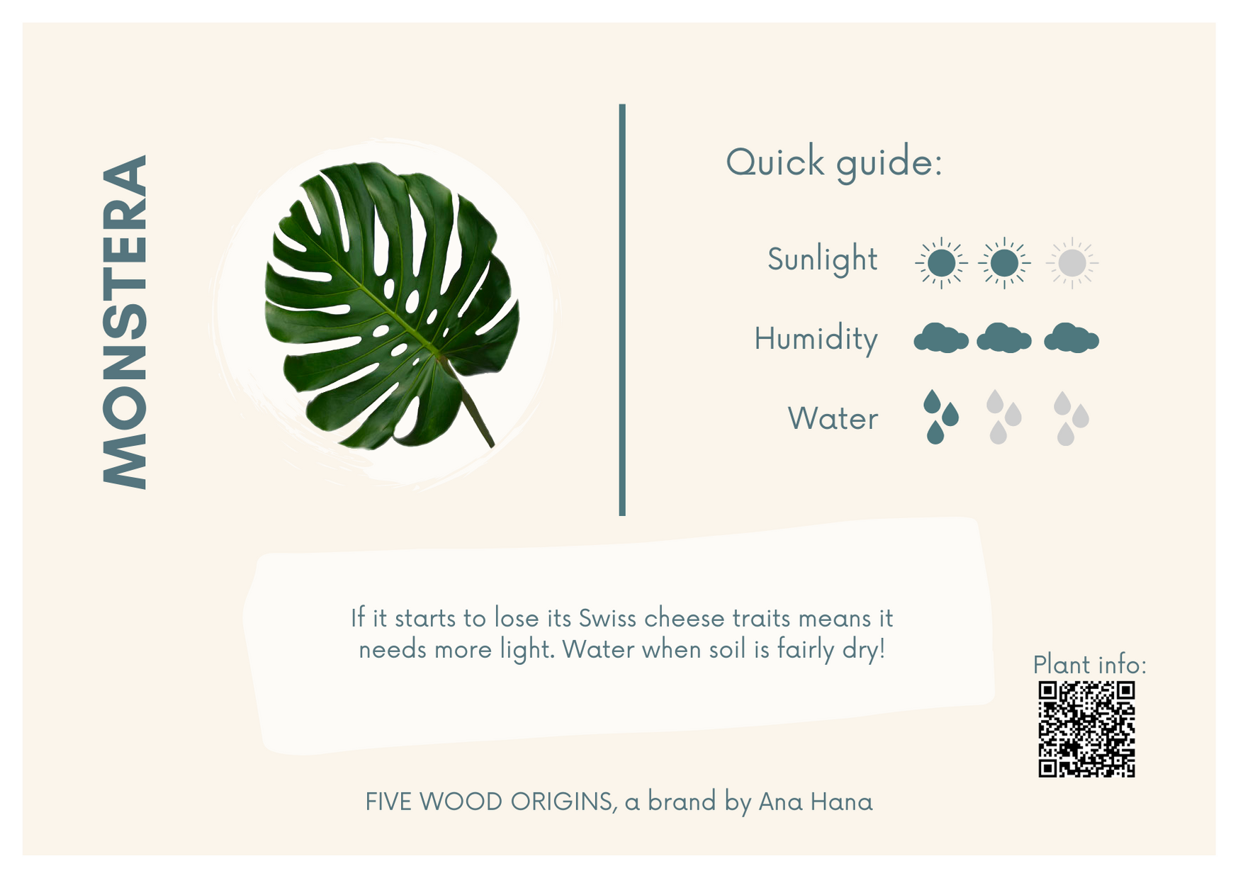 How to grow and care for monstera deliciosa