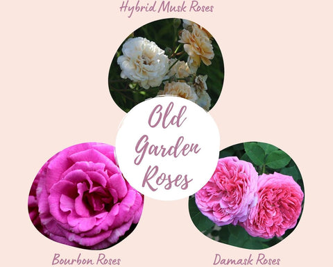 Old Garden Roses