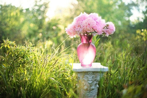 Pink Peonies