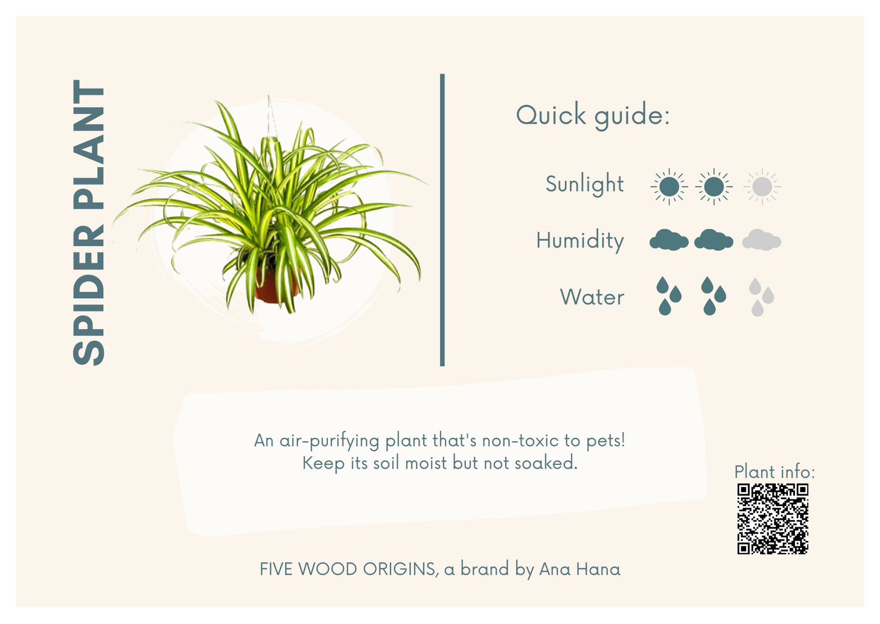 Spider Plants: A Growing & Care Guide