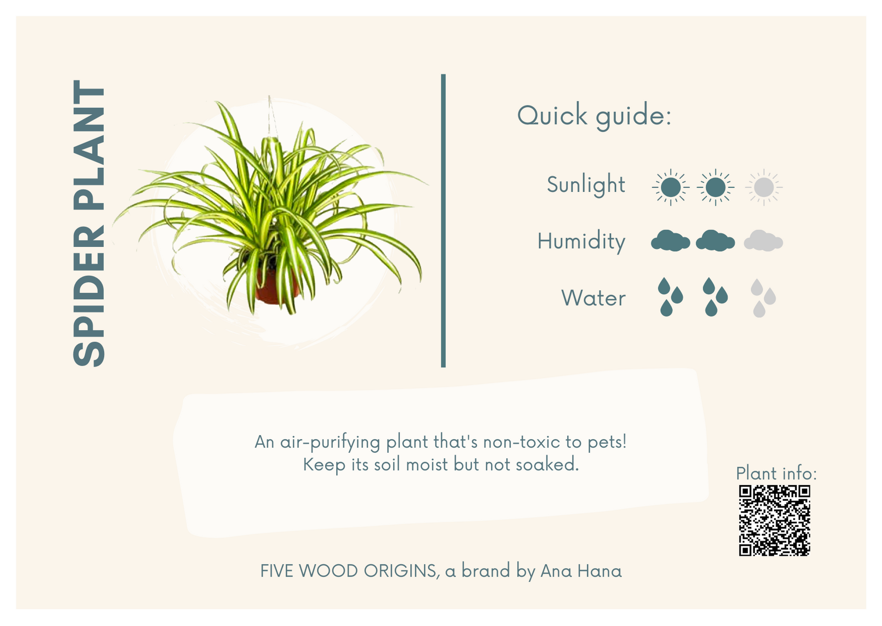 Caring for your Spider Plant (Chlorophytum Comosum) – Ana Hana Flower