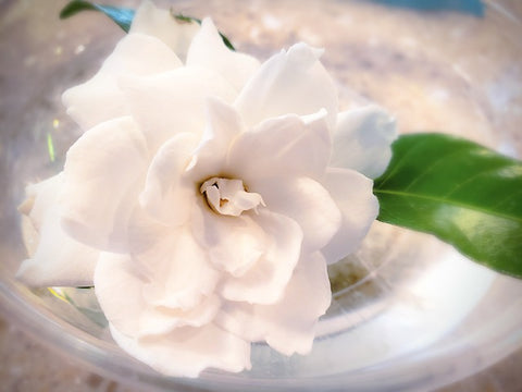 White Gardenia