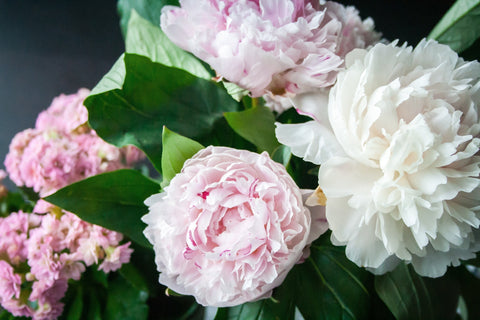 Pink and White Peonies