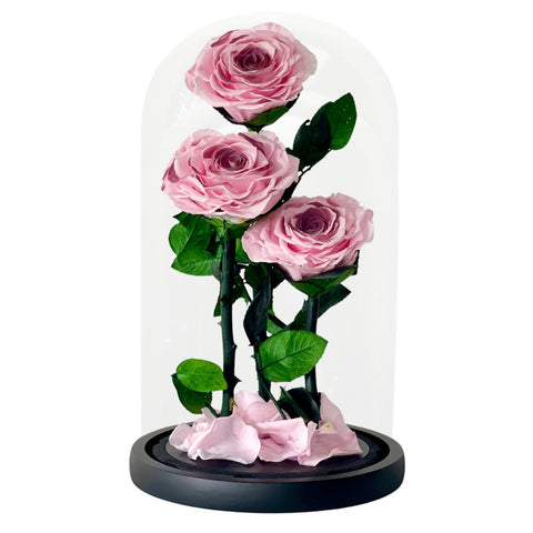 Blush Roses - Flower - Preserved Flowers & Fresh Flower Florist Gift Store