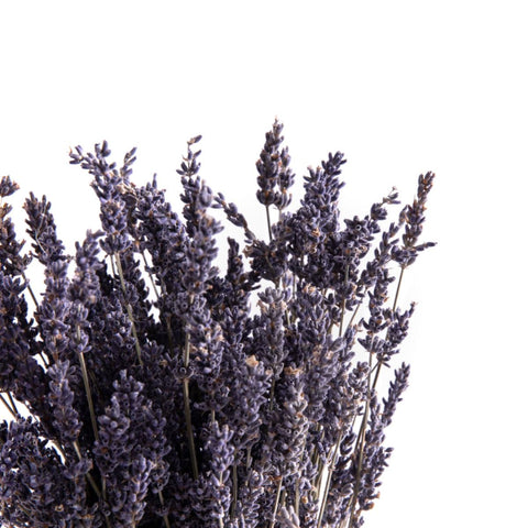 Lavandula - Flower - Single - Preserved Flowers & Fresh Flower Florist Gift Store