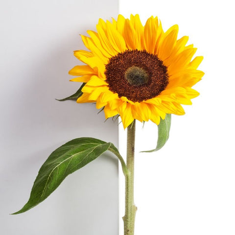 Ana Hana Flower - Sunflower