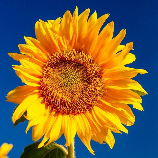 Gerbera flowers