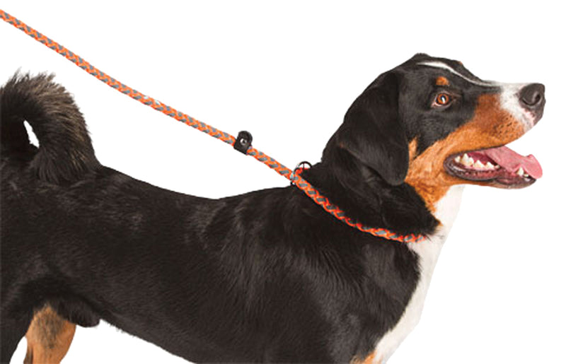 are slip leads safe for dogs