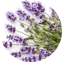 Lavendelextrakt ist Bestandteil von Sivash Magnesium Körper Peeling