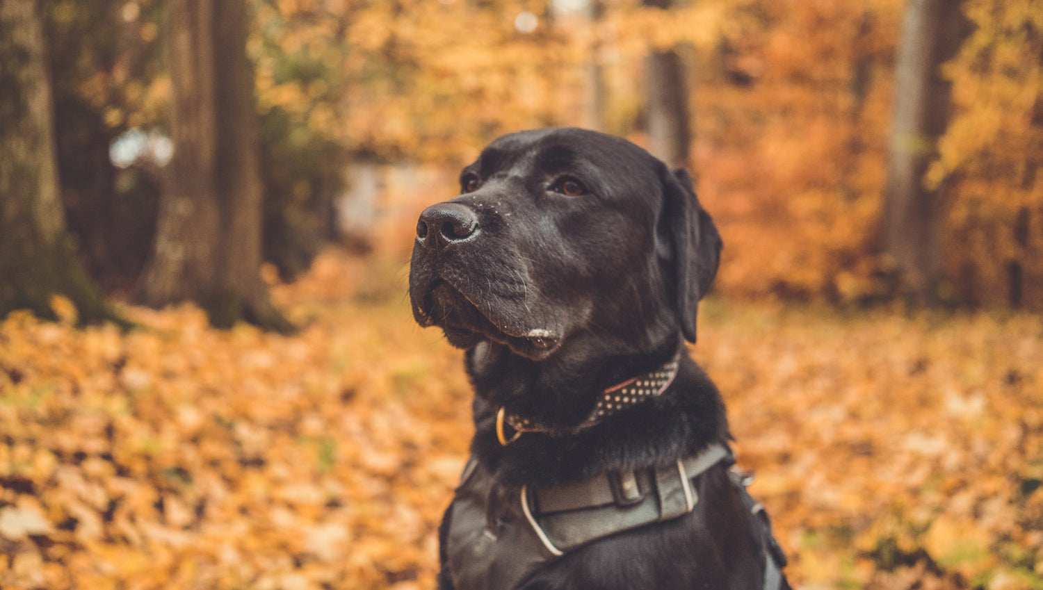 black labrador sitting in forest surrounded by orange autumn leaves