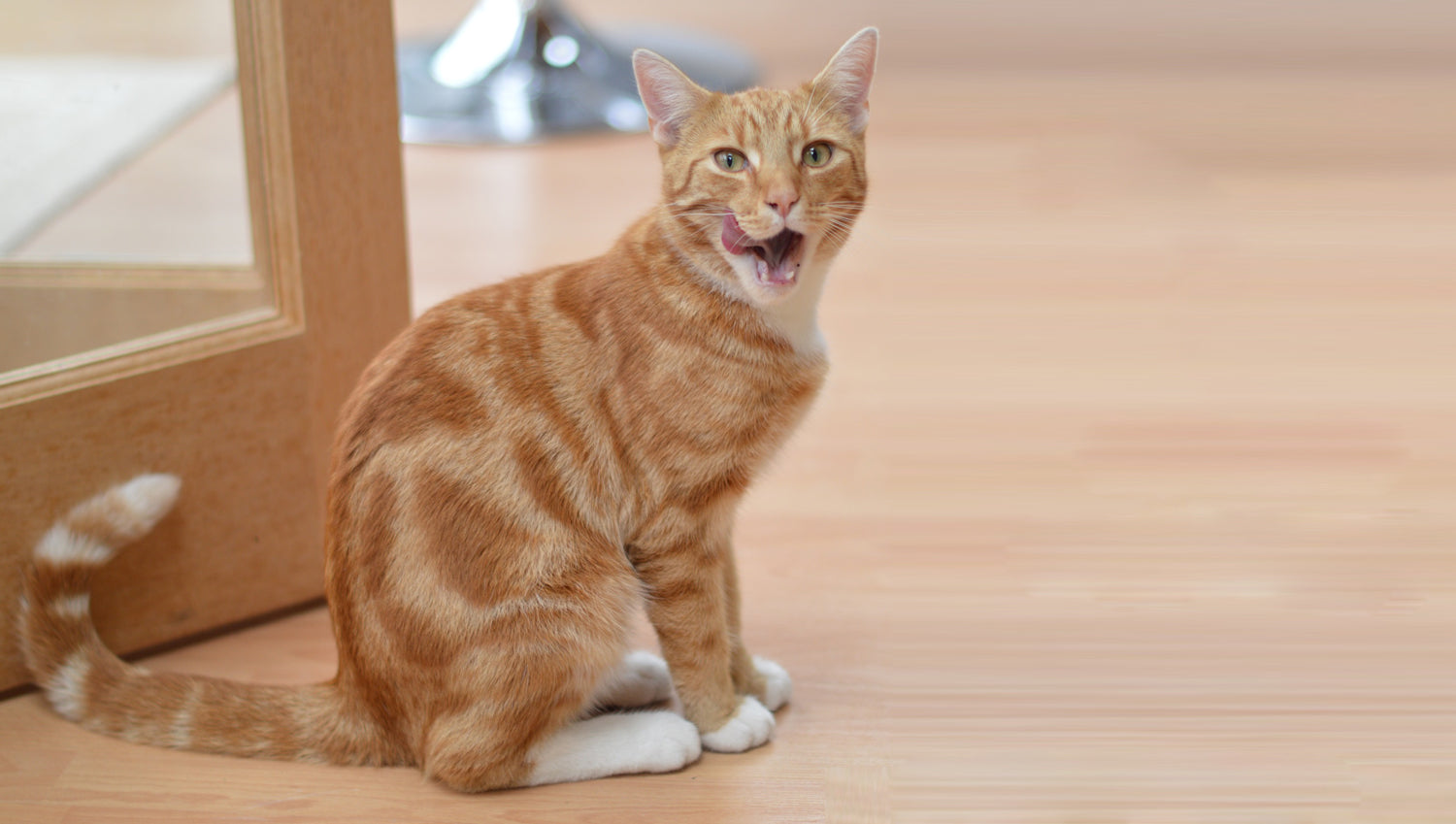 ginger tabby cat licking lips