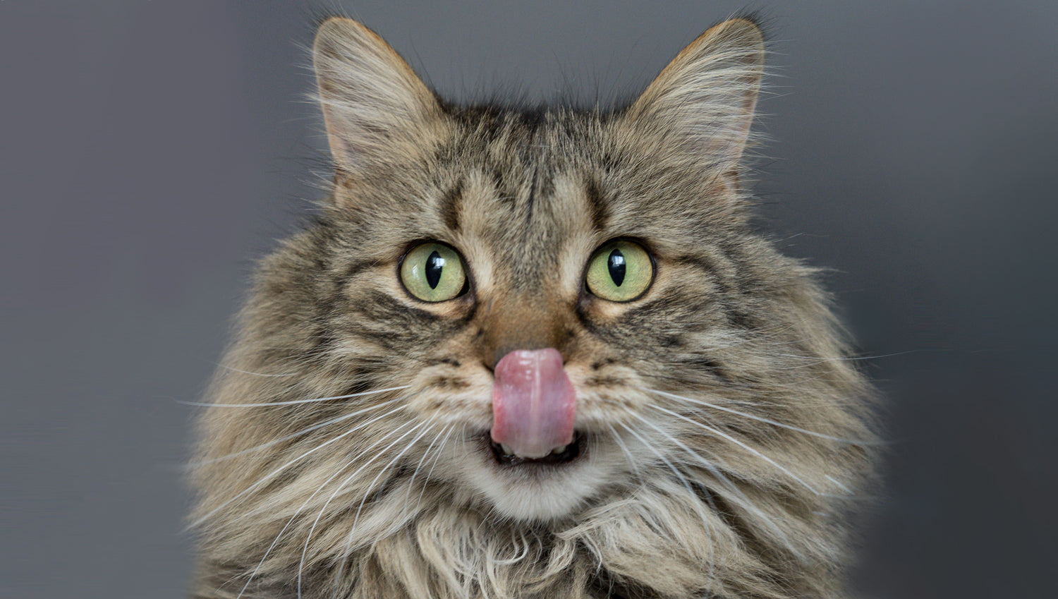 long haired cat with green eyes licking lips photographed on grey background