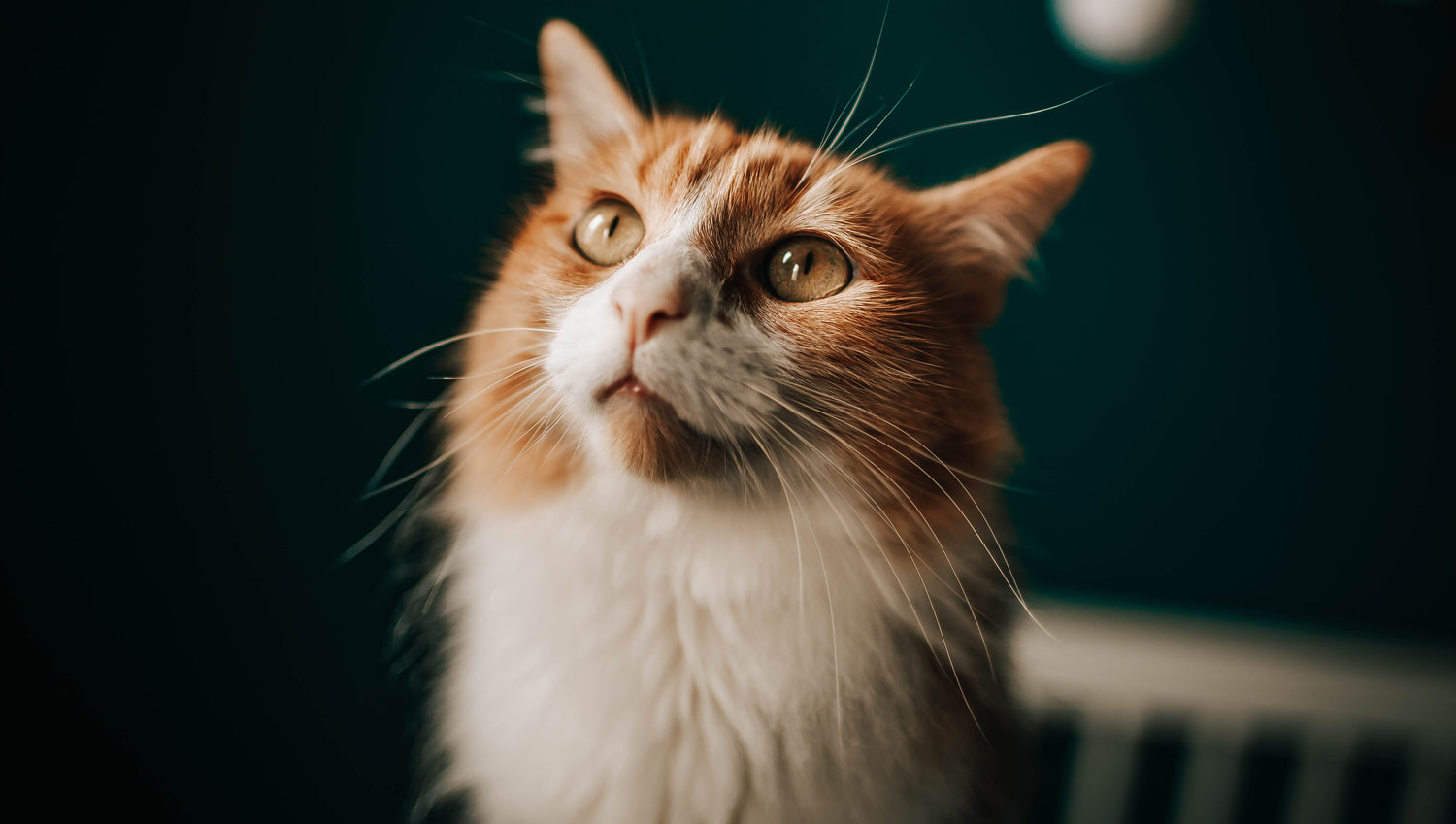 ginger and white cat 