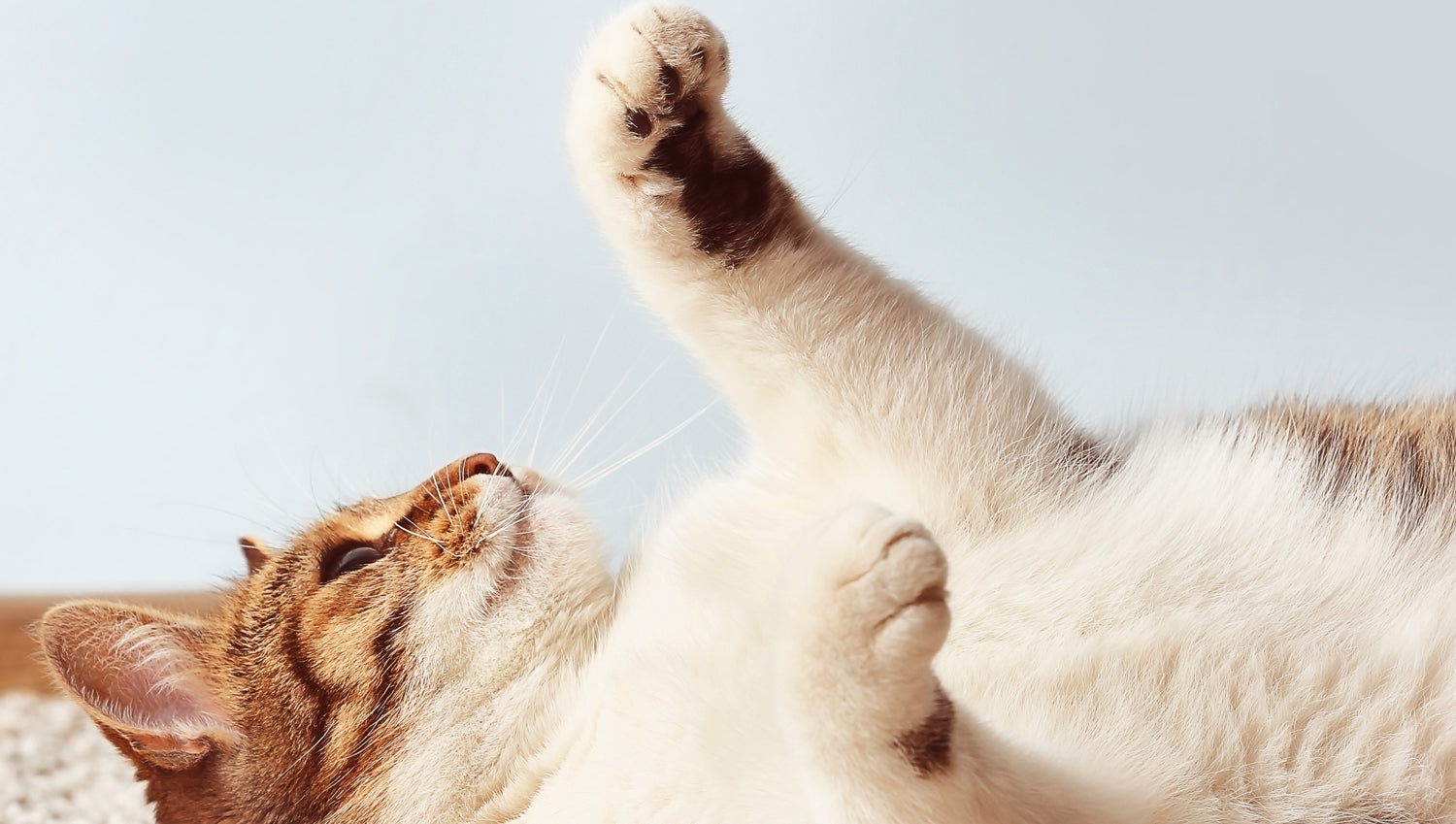 white and orange tabby cat lying on its back on the carpet in a room with a blue wall