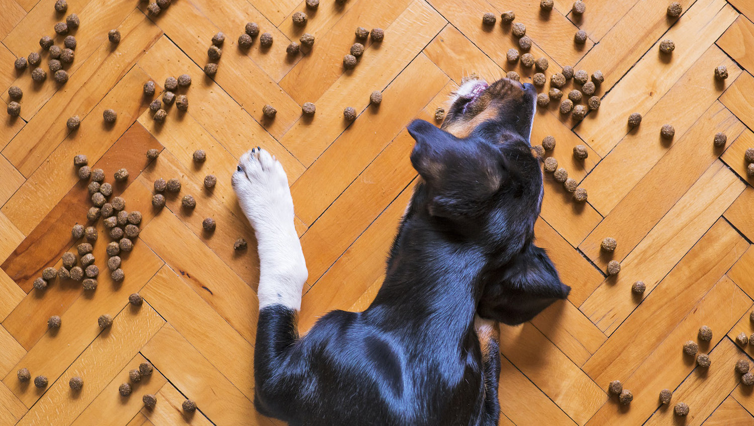 top down view of dog eating pieces of kibble scattered across a wooden floor
