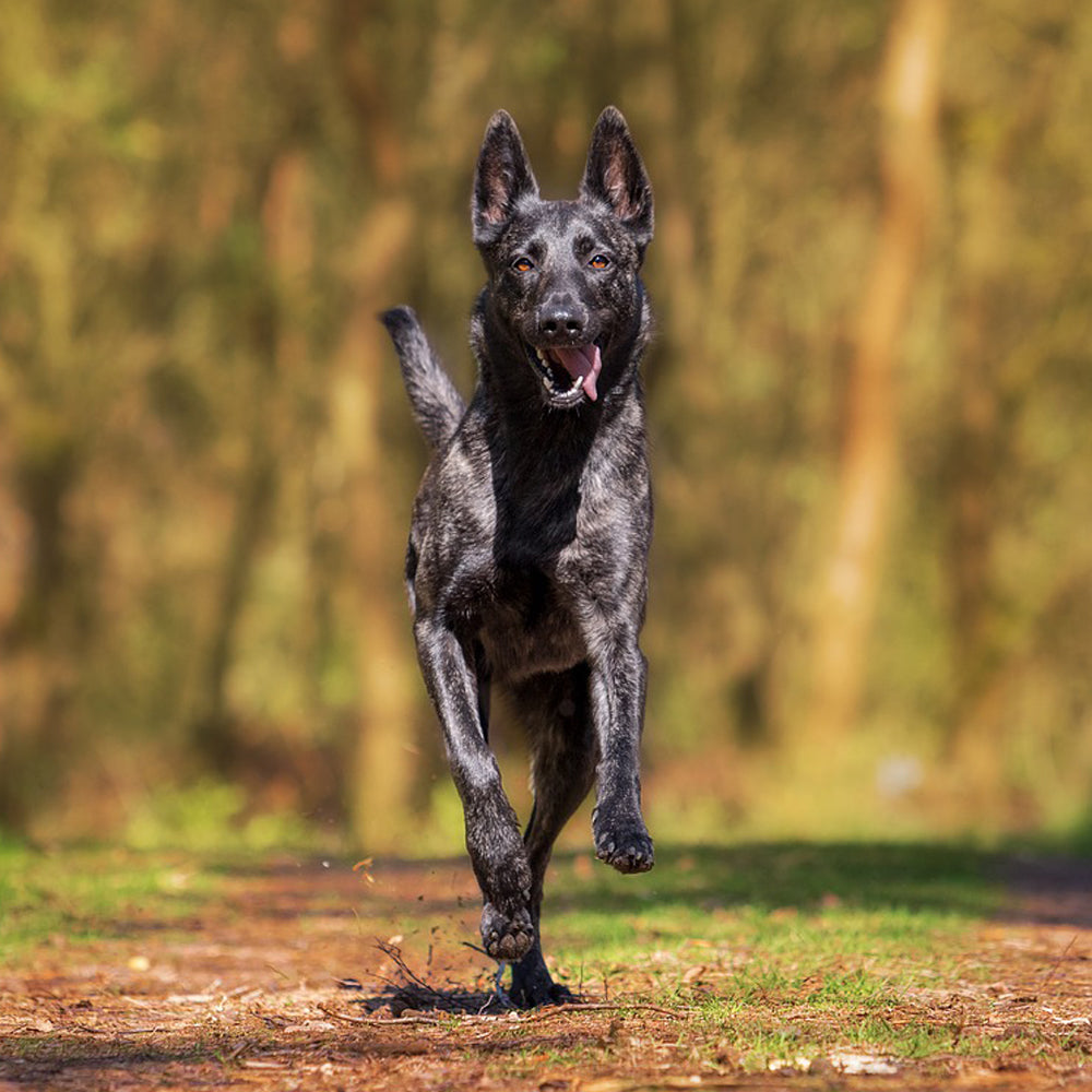 Dog Treats