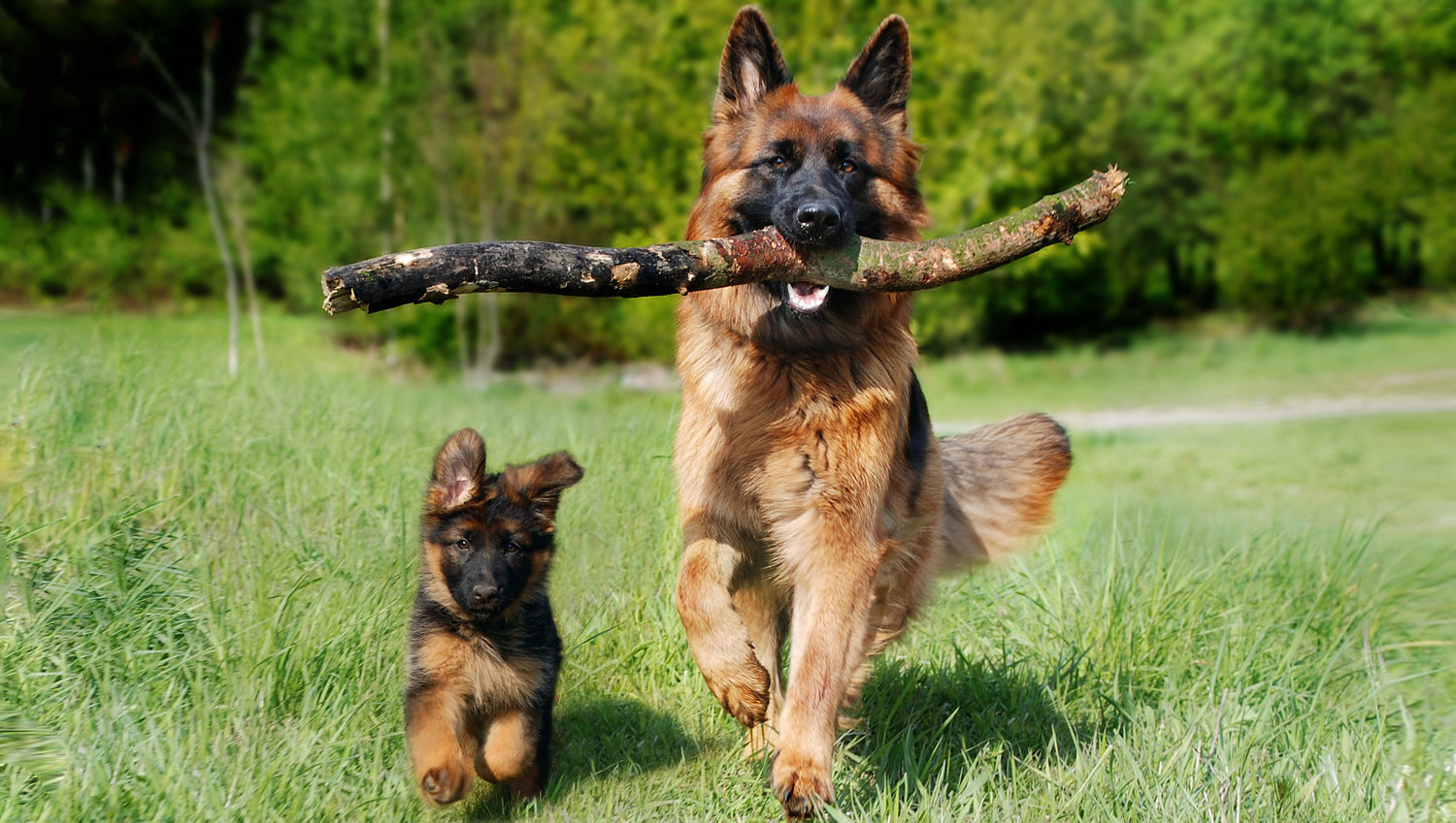 German Shepherd puppy and adult dog running in grass with adult dog carrying a large branch