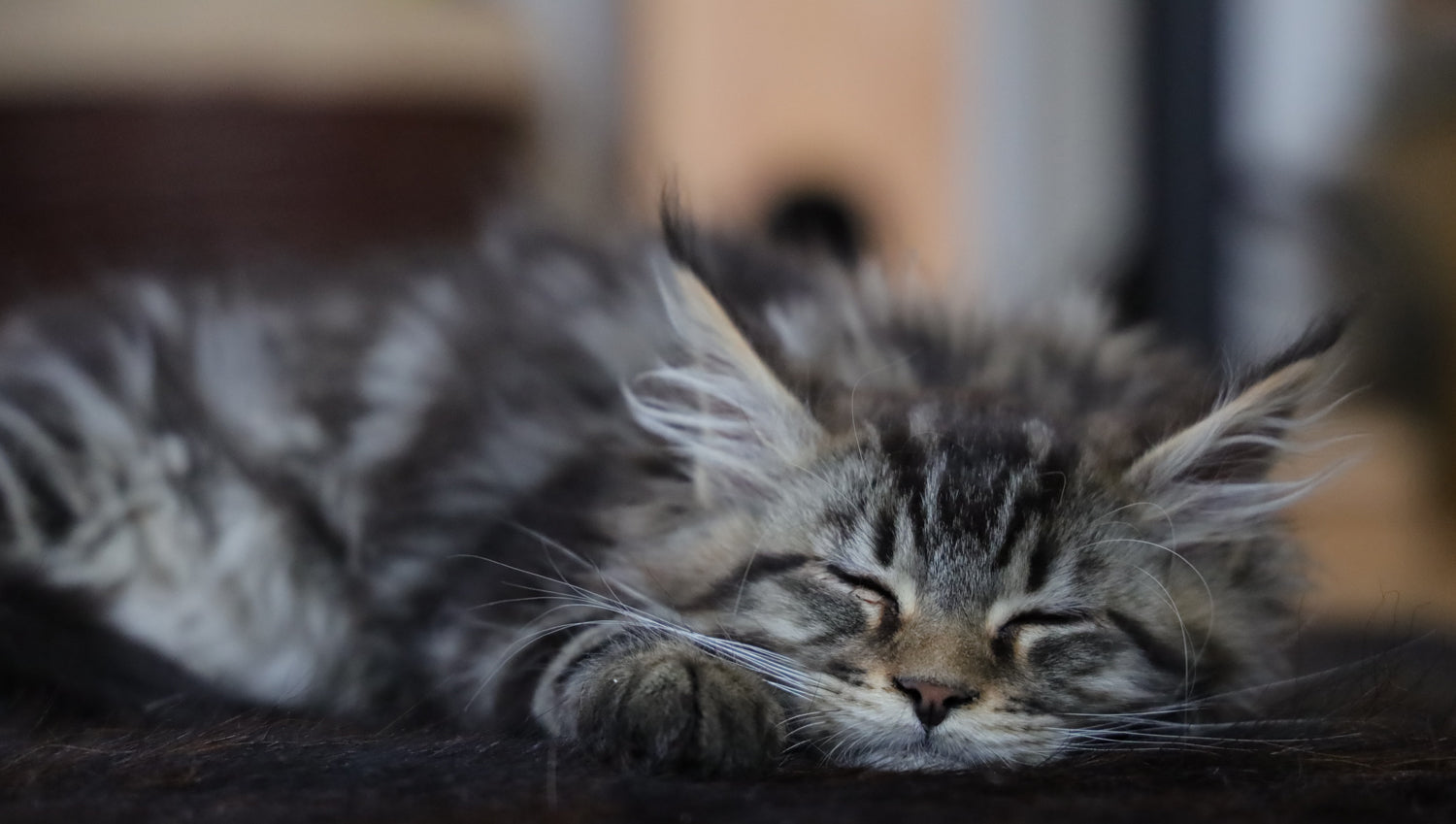 tabby maine coon kitten sleeping with face resting on paw