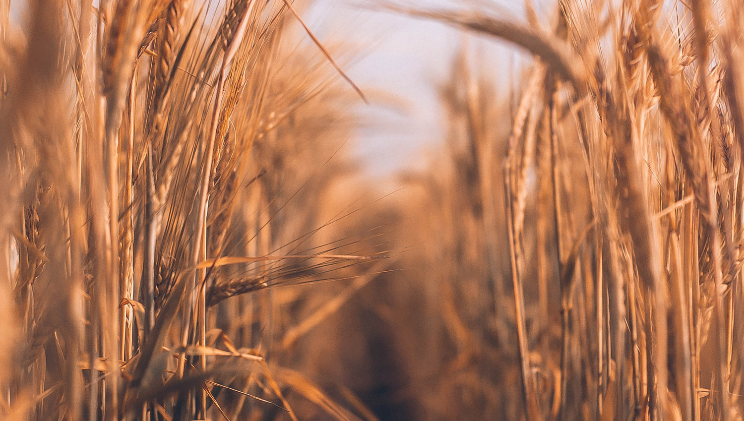 field of wheat